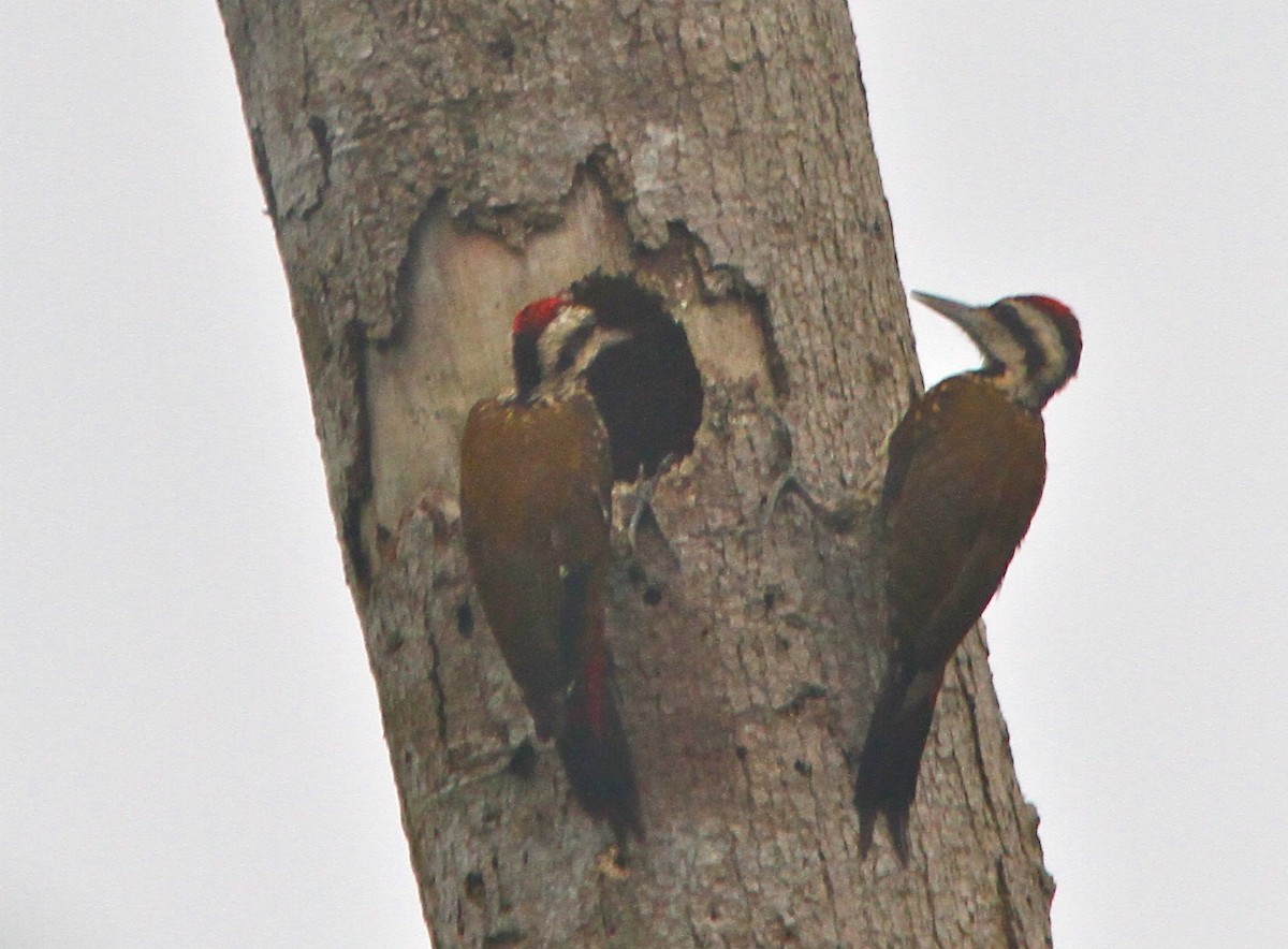 Fire-bellied Woodpecker - Don Roberson