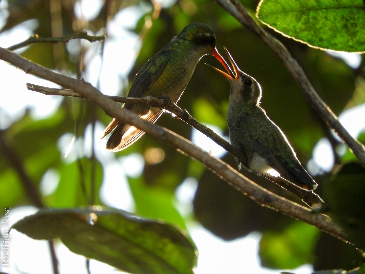 Glittering-bellied Emerald - Aves de Formosa