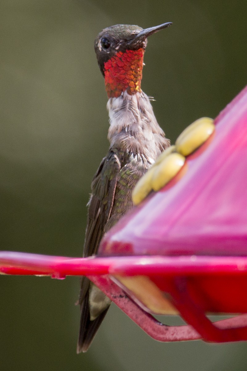 Ruby-throated Hummingbird - ML73349821