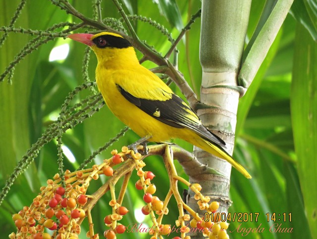 Black-naped Oriole - eBird