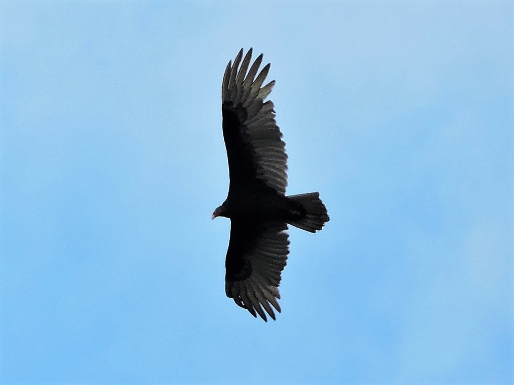 Turkey Vulture - Craig Watson