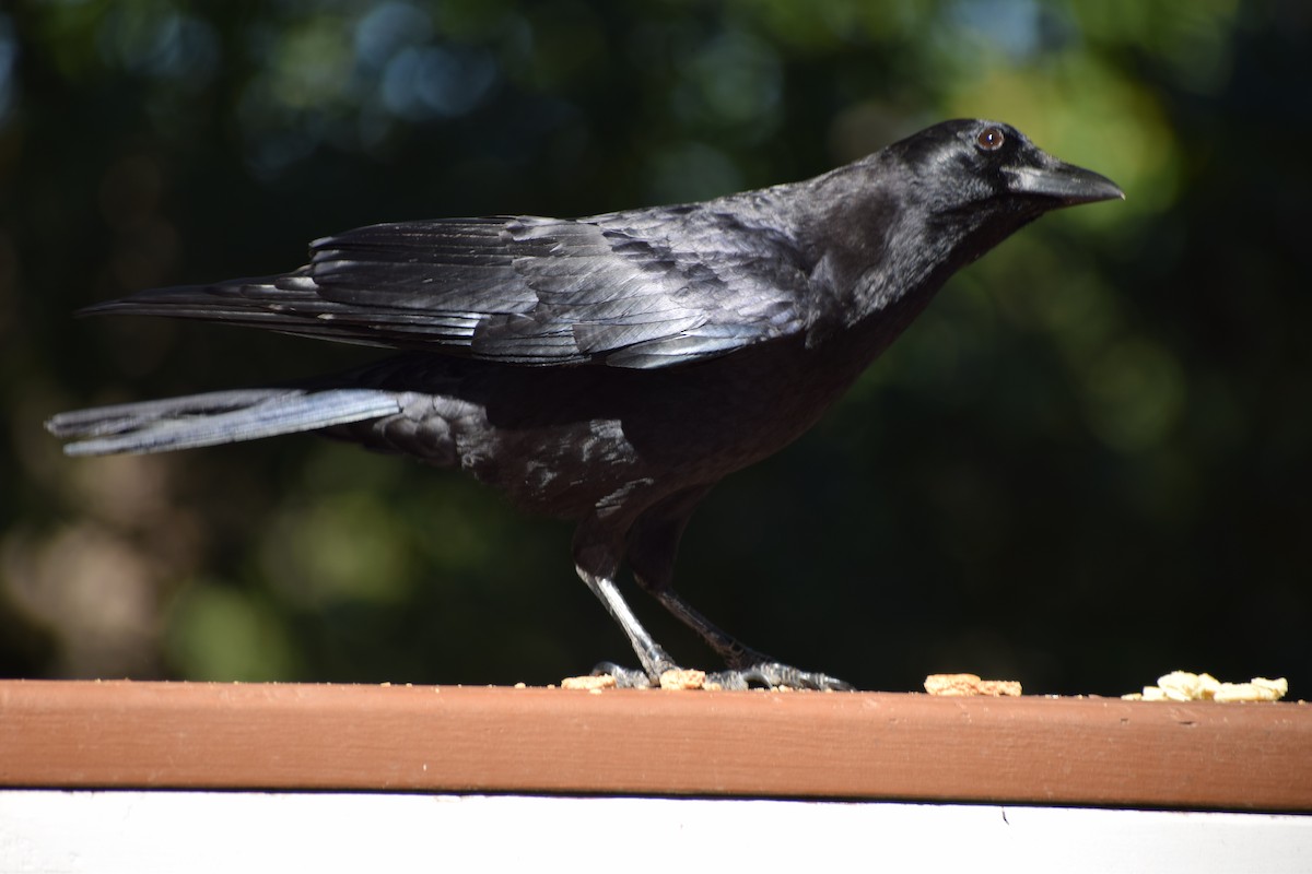 American Crow - ML73350561
