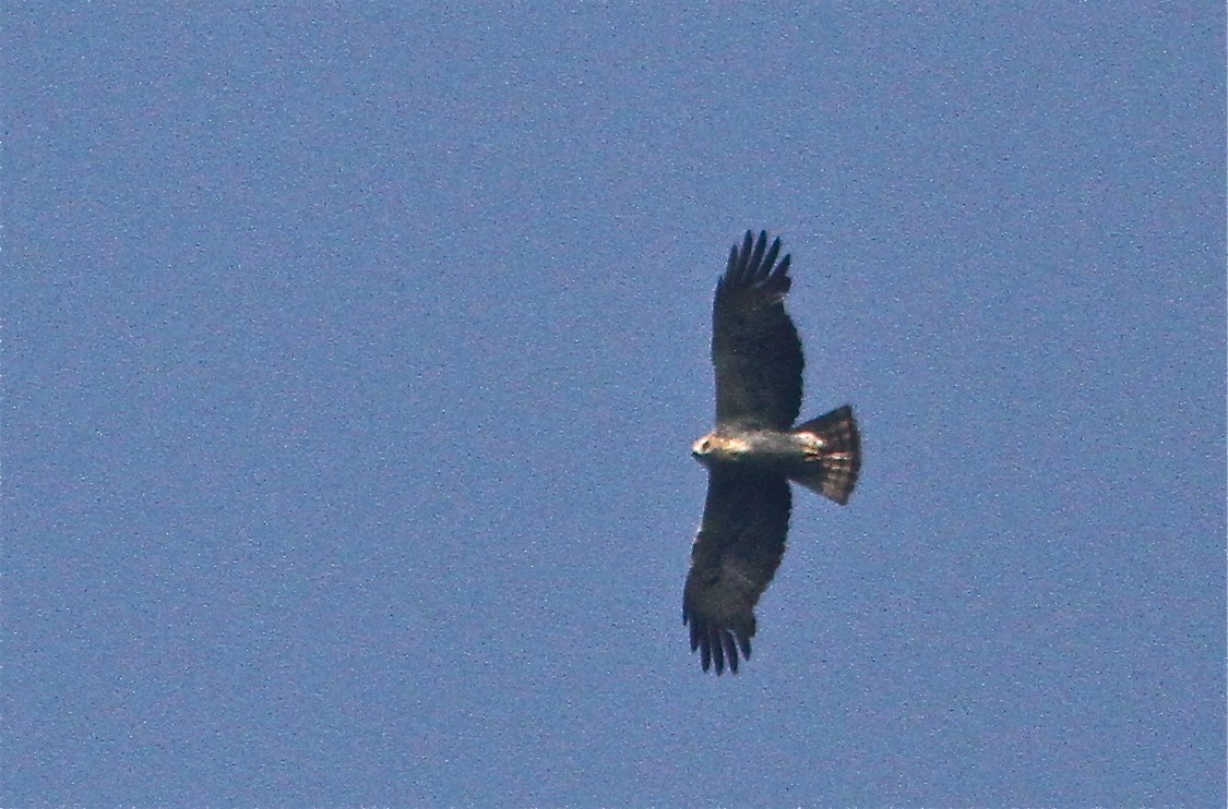 Ayres's Hawk-Eagle - ML73353551