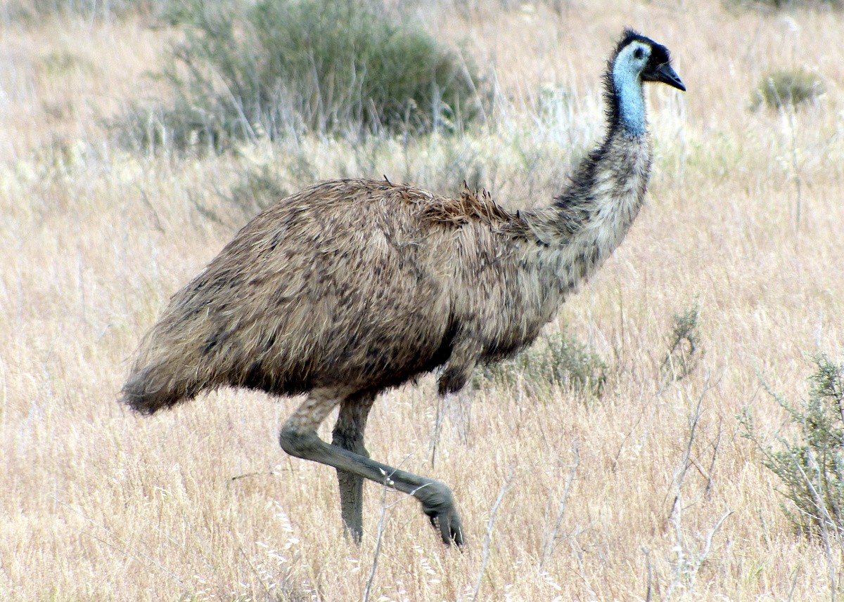 Emu - Andy Frank