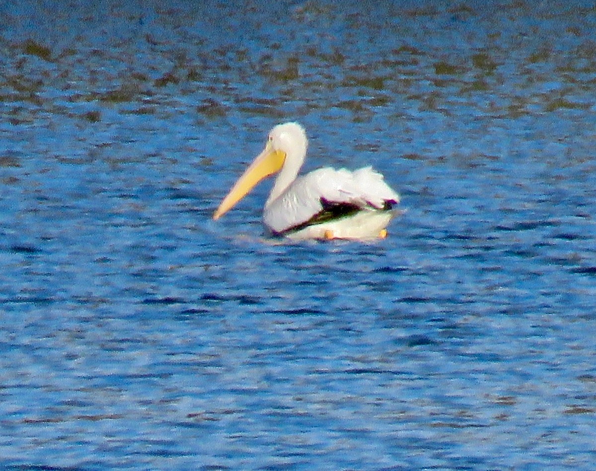 American White Pelican - ML73355231