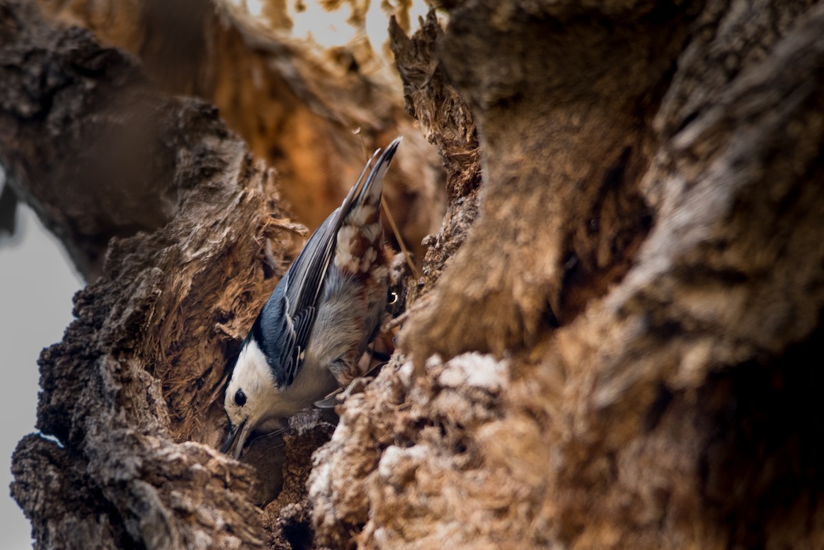 White-breasted Nuthatch - Becky O'Neill