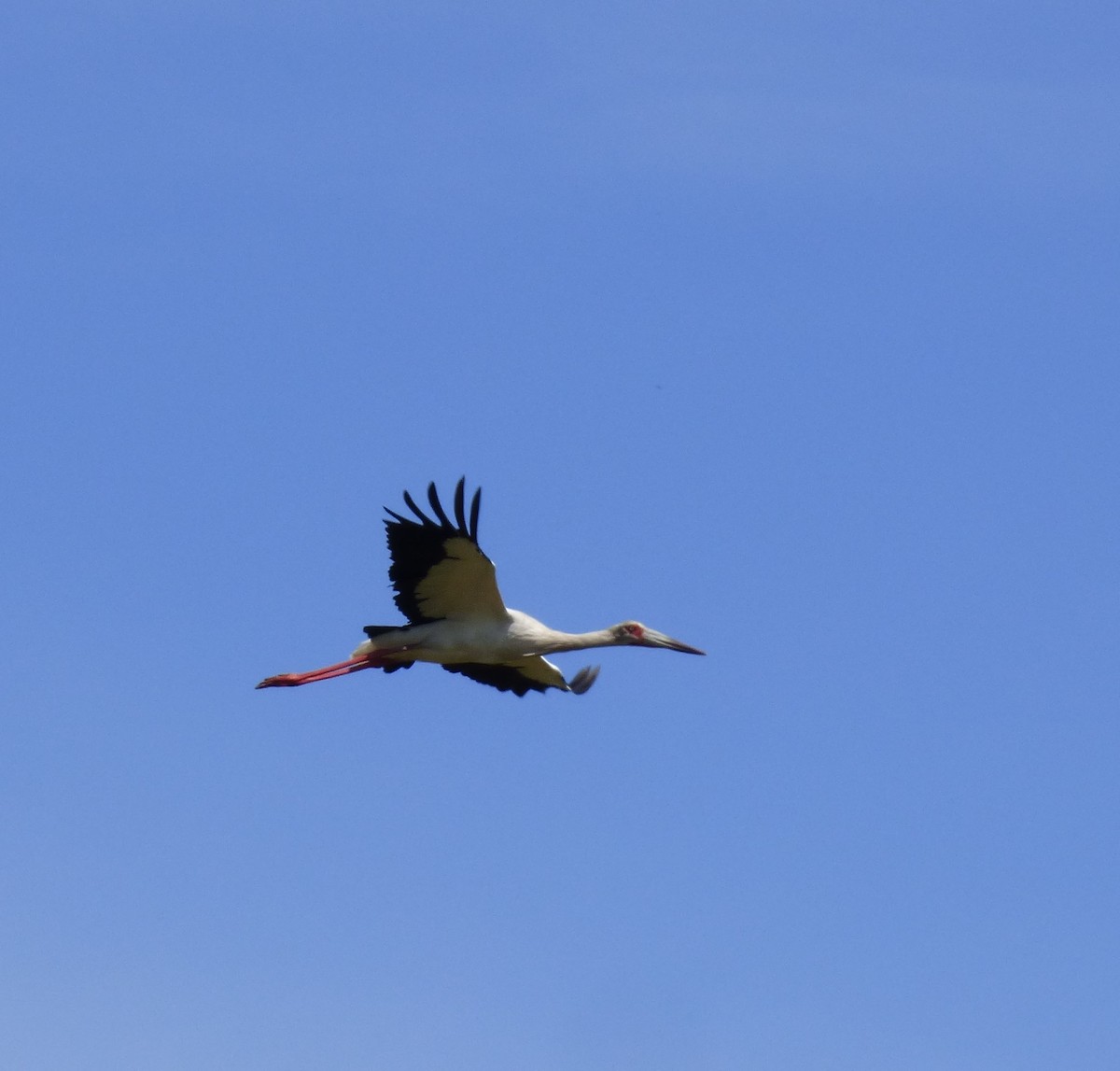 Maguari Stork - Gaspar Borra