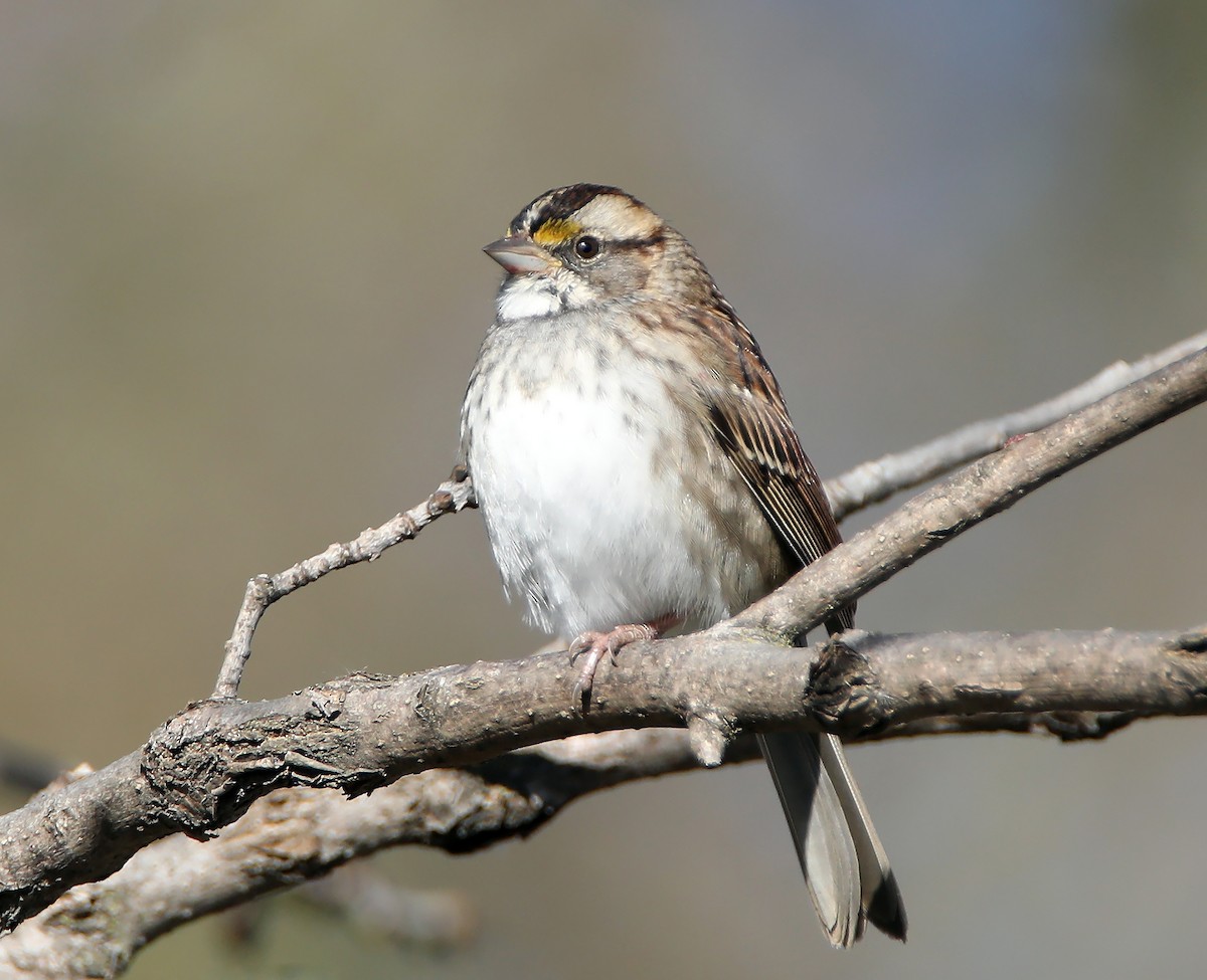 White-throated Sparrow - Elizabeth Winter