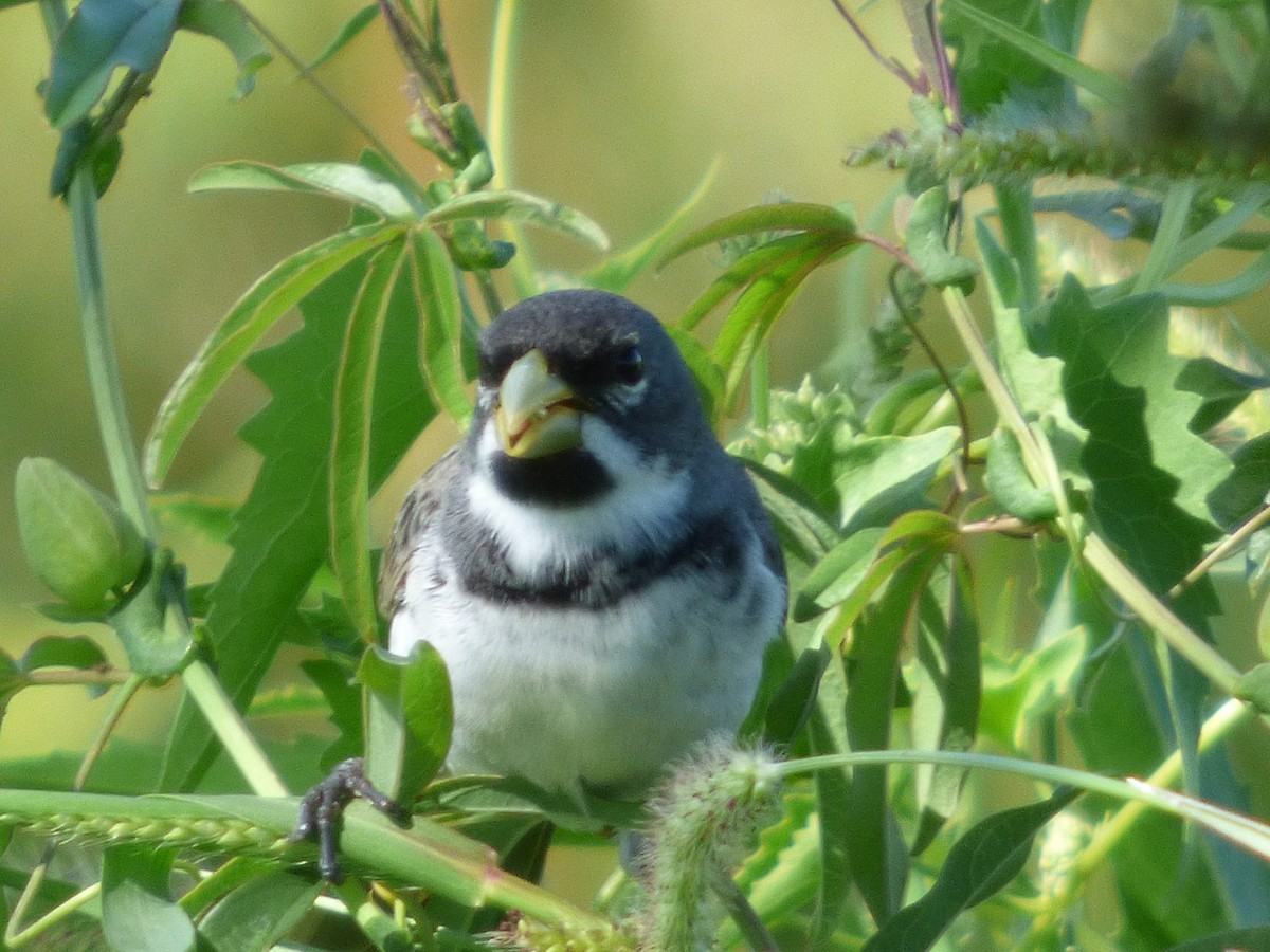 Double-collared Seedeater - ML73358791