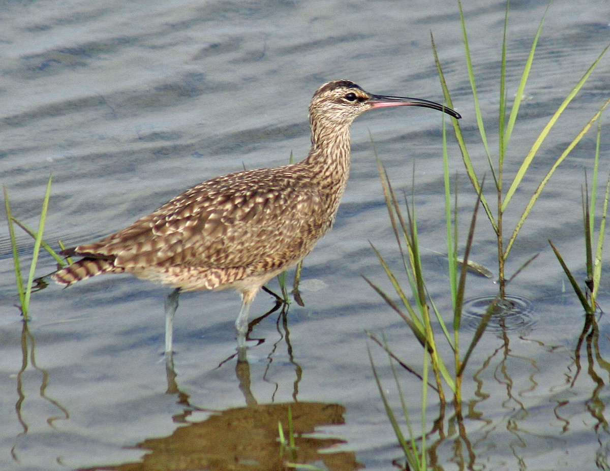 Whimbrel - john fitch
