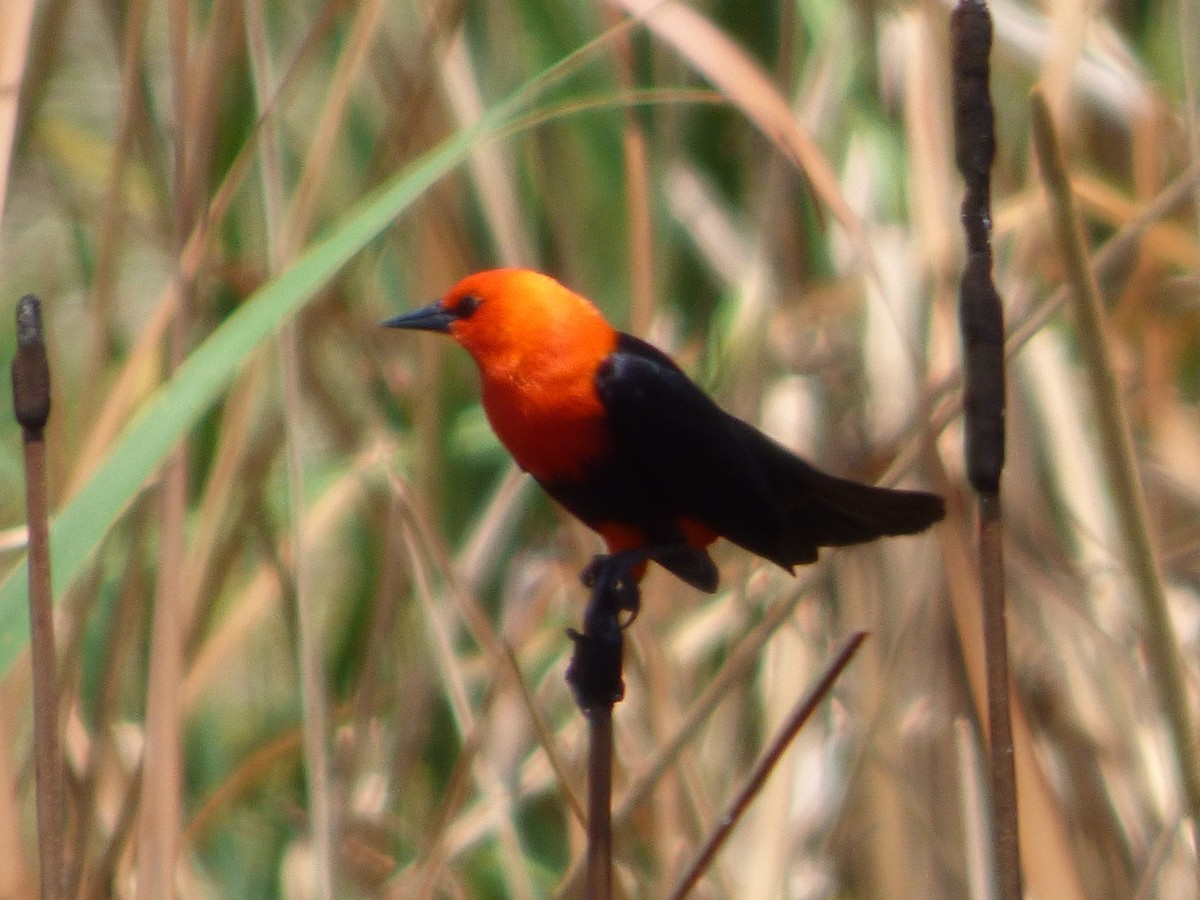 Scarlet-headed Blackbird - ML73358861