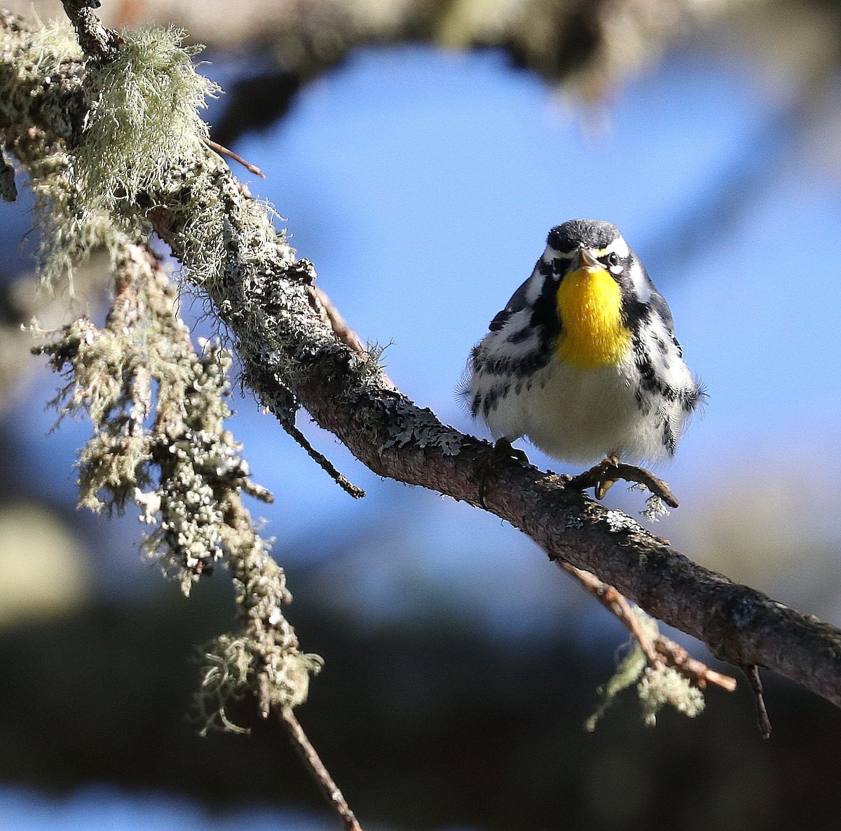 Yellow-throated Warbler - Nova Scotia Bird Records