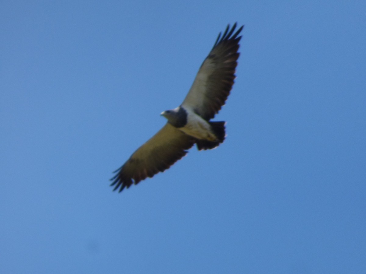 Black-chested Buzzard-Eagle - Gaspar Borra