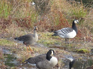 Greater White-fronted Goose, ML73362501