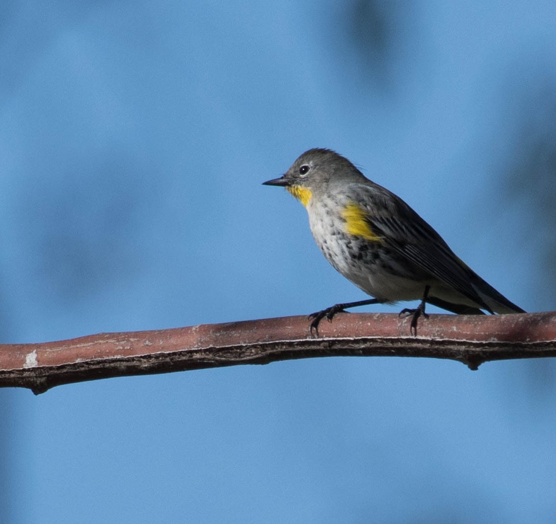 Yellow-rumped Warbler (Audubon's) - Stephen Lester