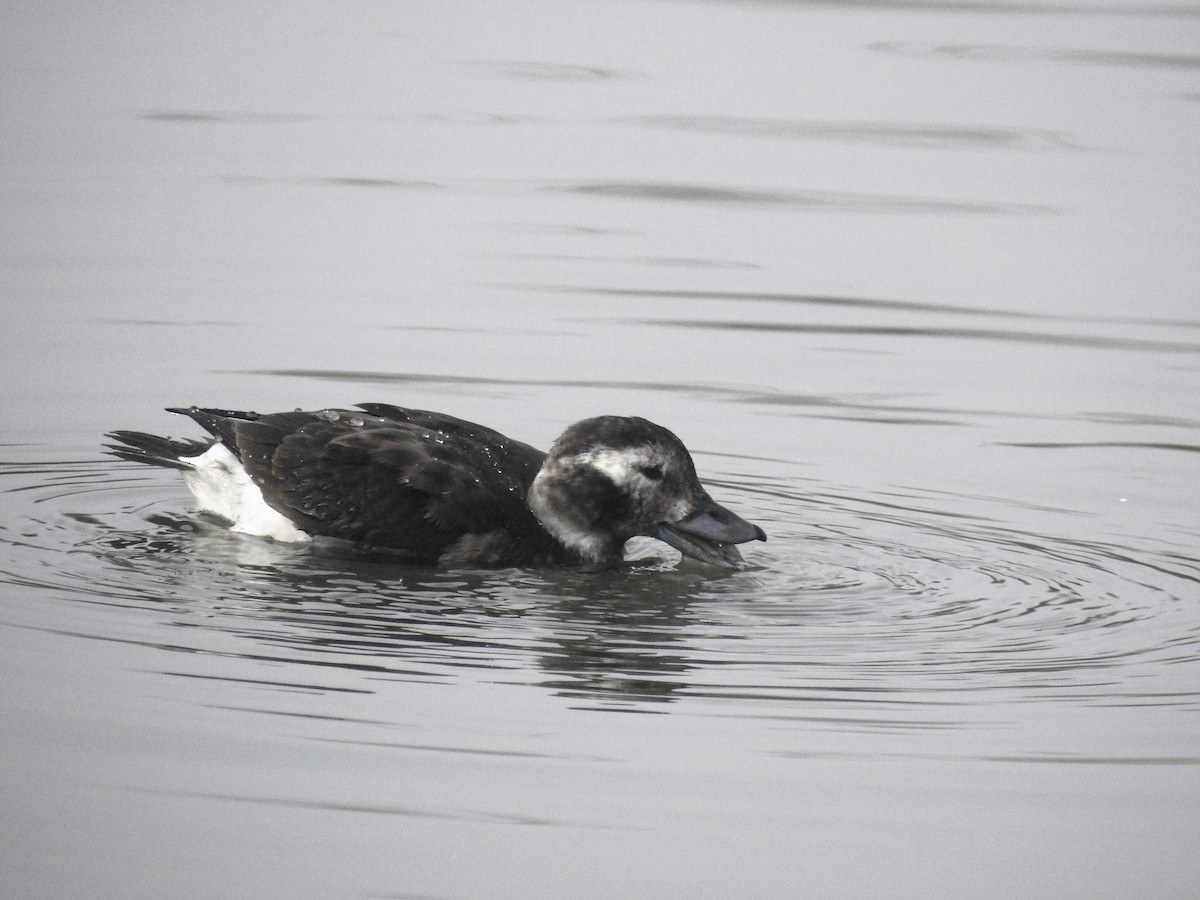 Long-tailed Duck - Cos van Wermeskerken