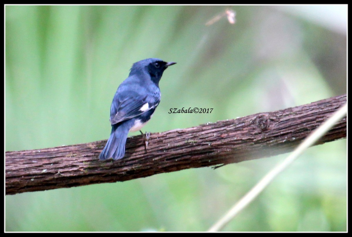 Black-throated Blue Warbler - Sandra Zabala