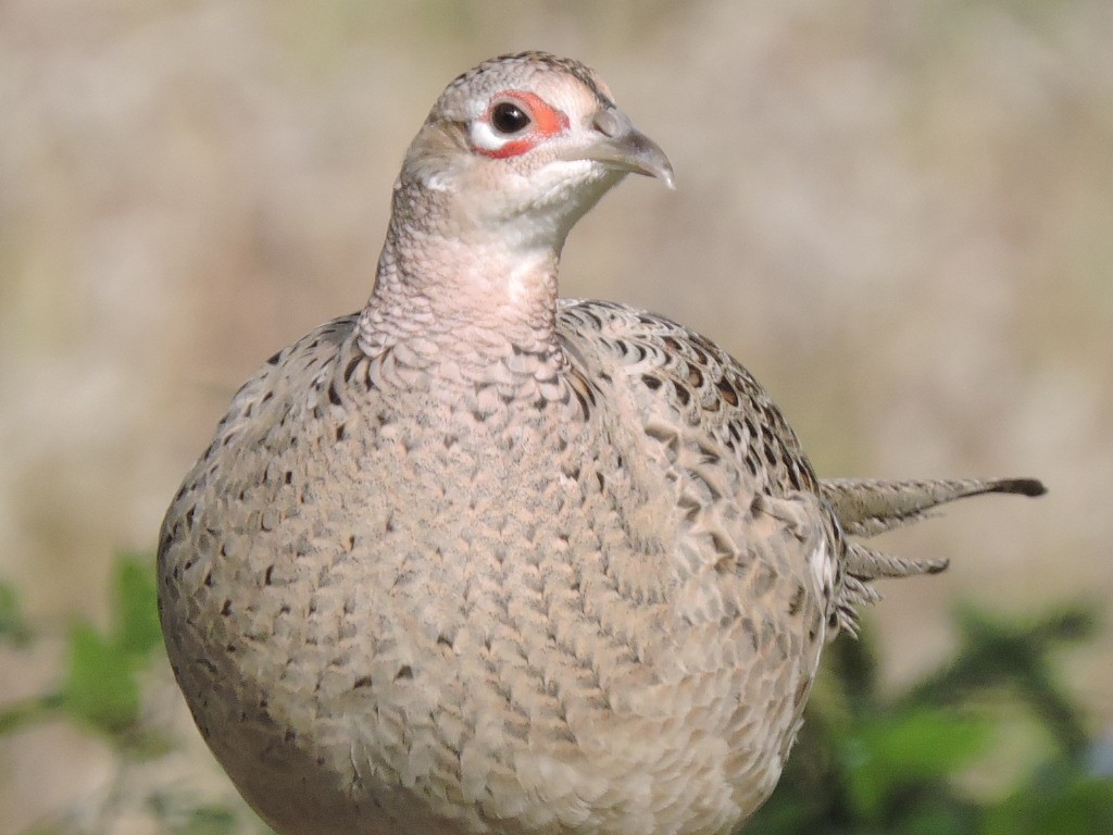 Ring-necked Pheasant - ML73366631