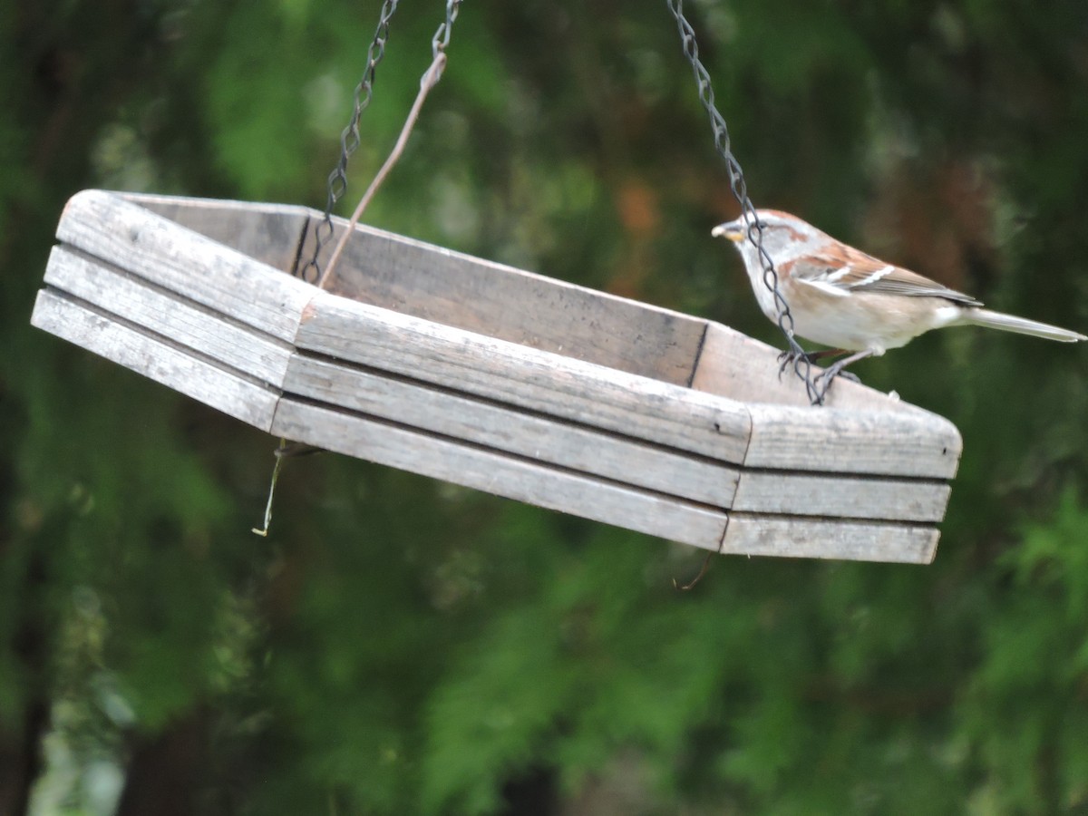 American Tree Sparrow - ML73367161