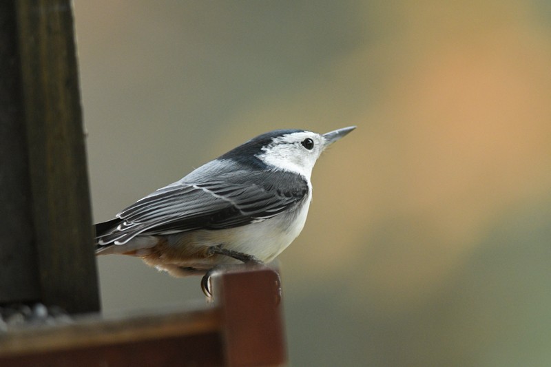 White-breasted Nuthatch - Jean Guy Chouinard
