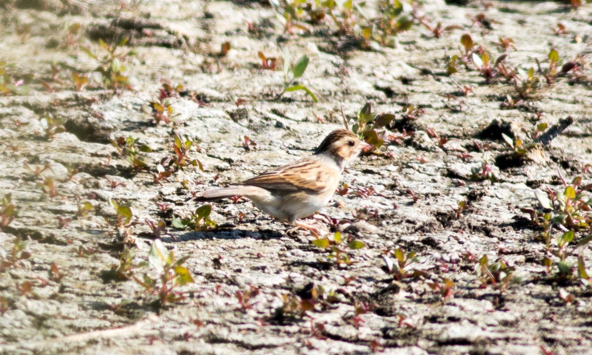 Clay-colored Sparrow - ML73369201