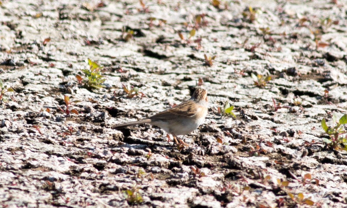 Clay-colored Sparrow - ML73369211