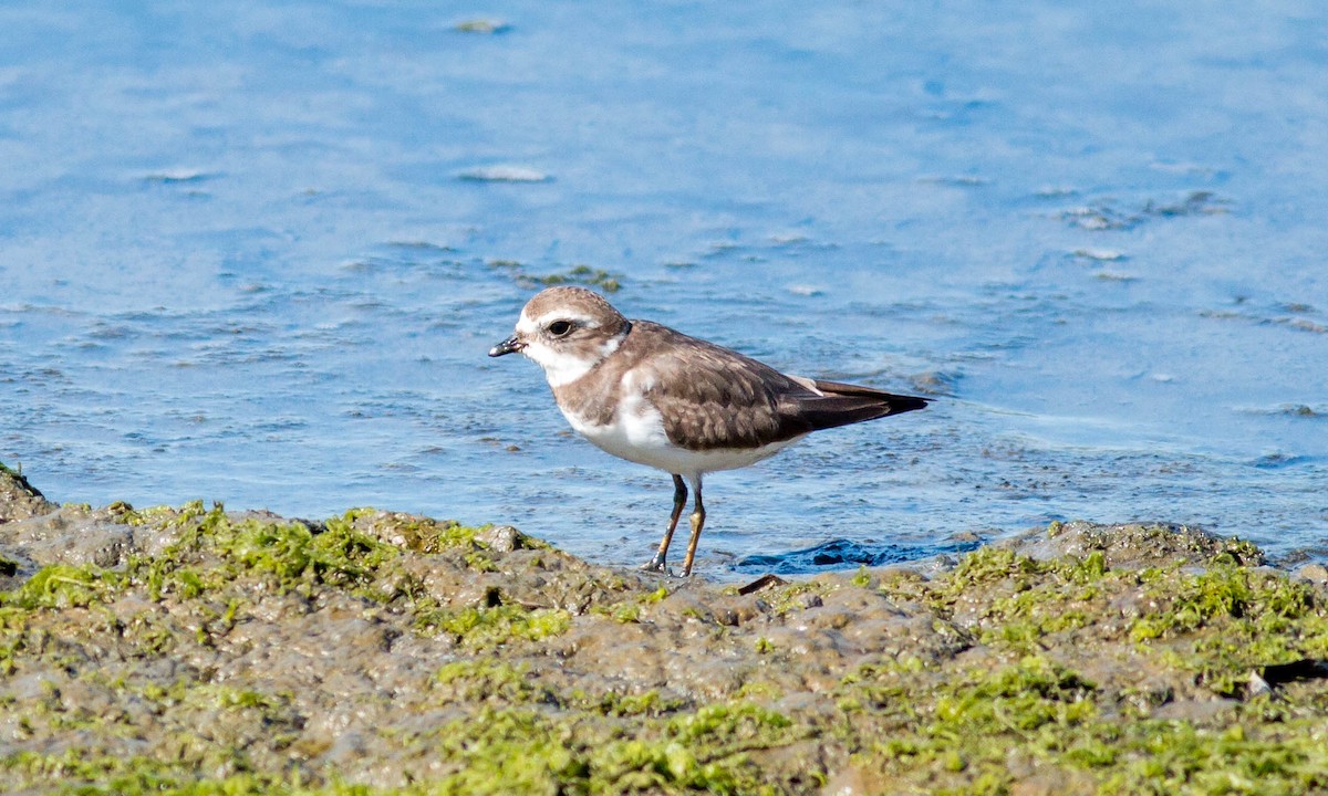 Semipalmated Plover - ML73370301