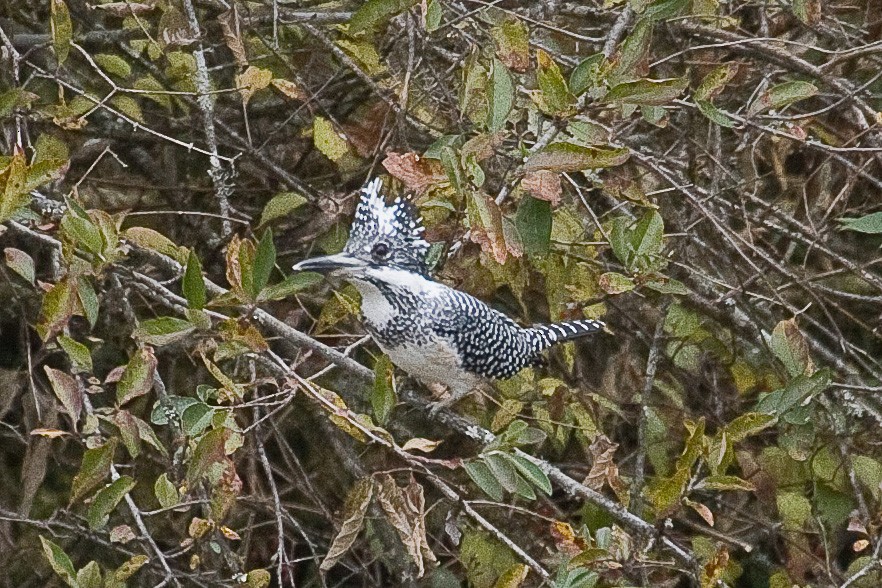 Crested Kingfisher - ML73372541