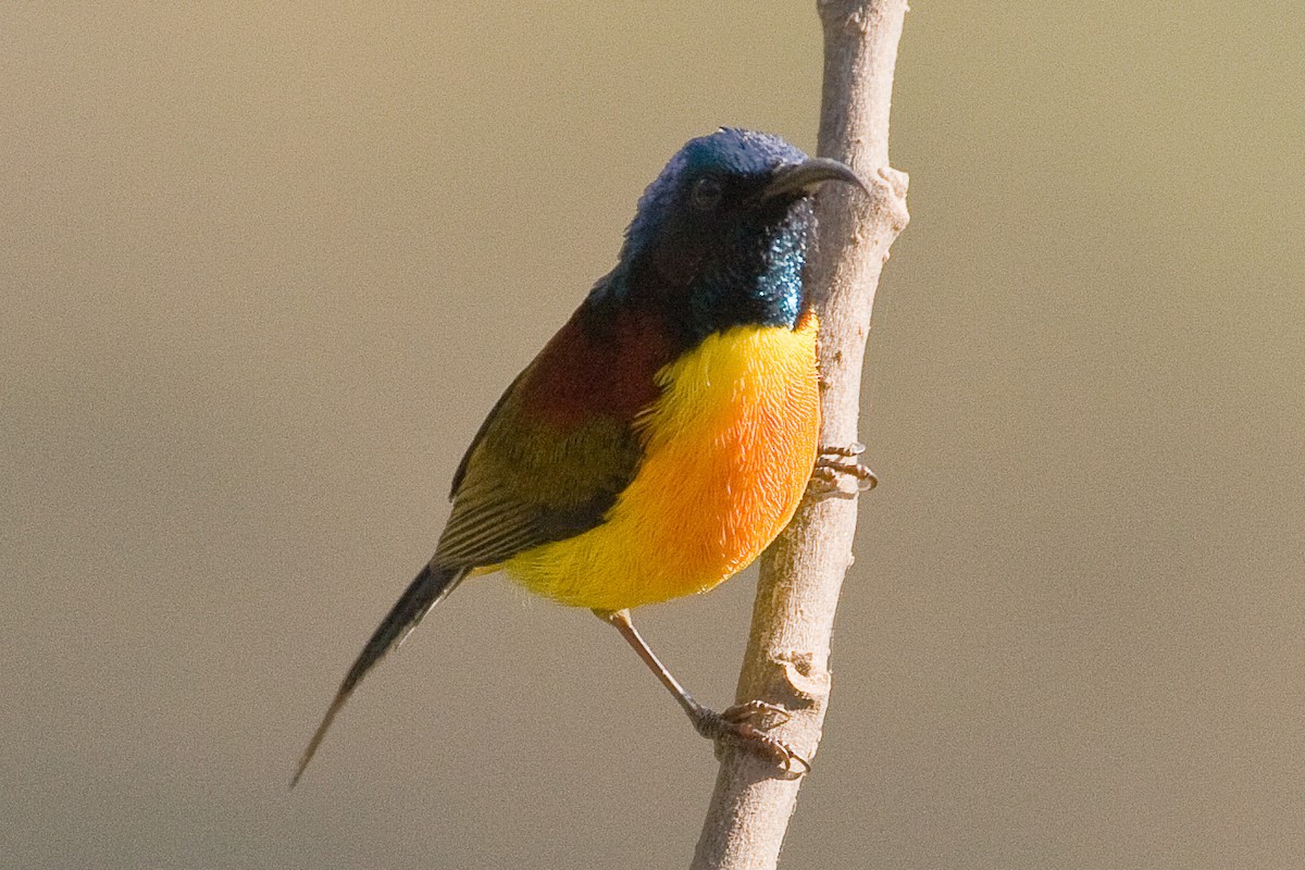 Green-tailed Sunbird - Eric VanderWerf