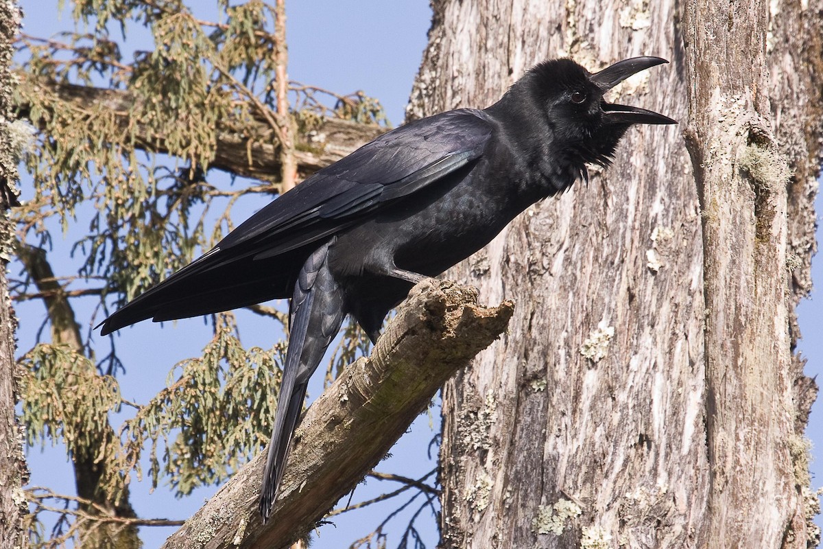Large-billed Crow - ML73373841