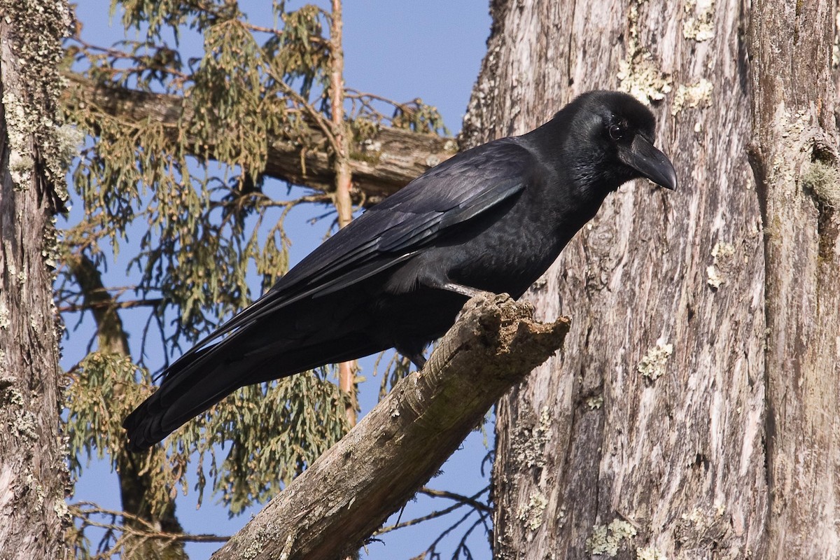 Large-billed Crow - ML73373911