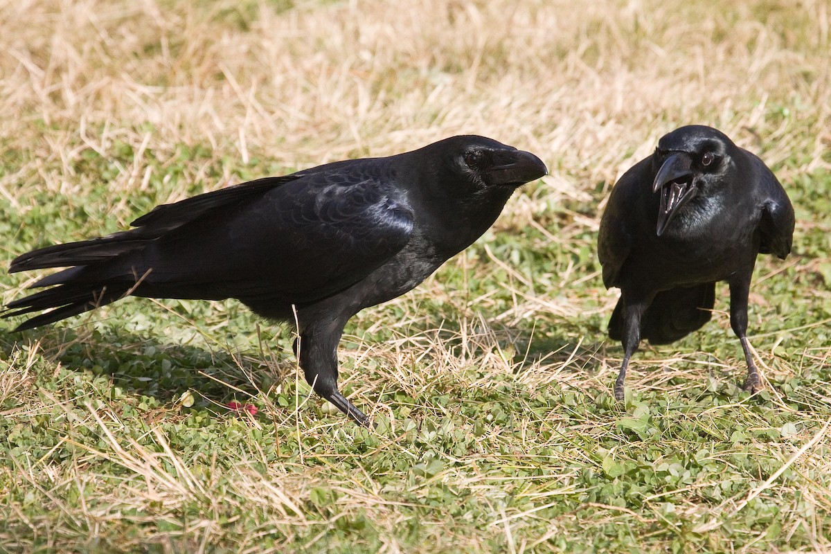 Large-billed Crow - Eric VanderWerf