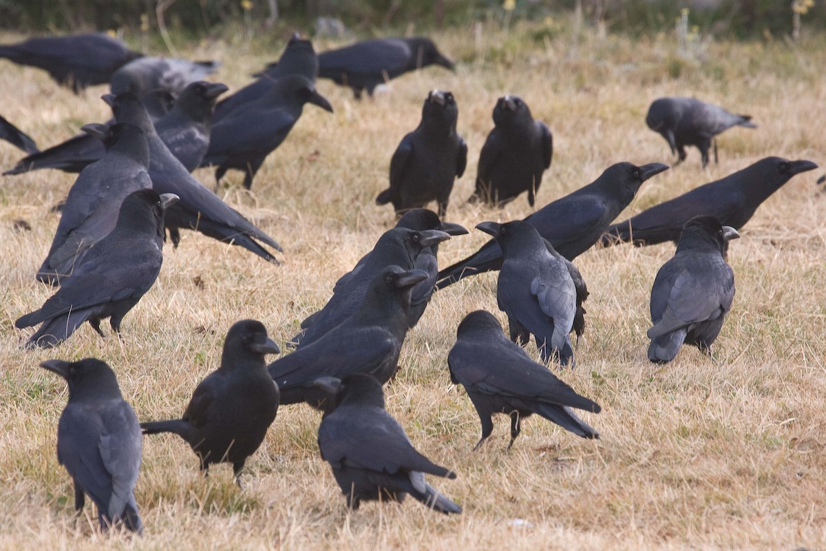 Large-billed Crow - Eric VanderWerf