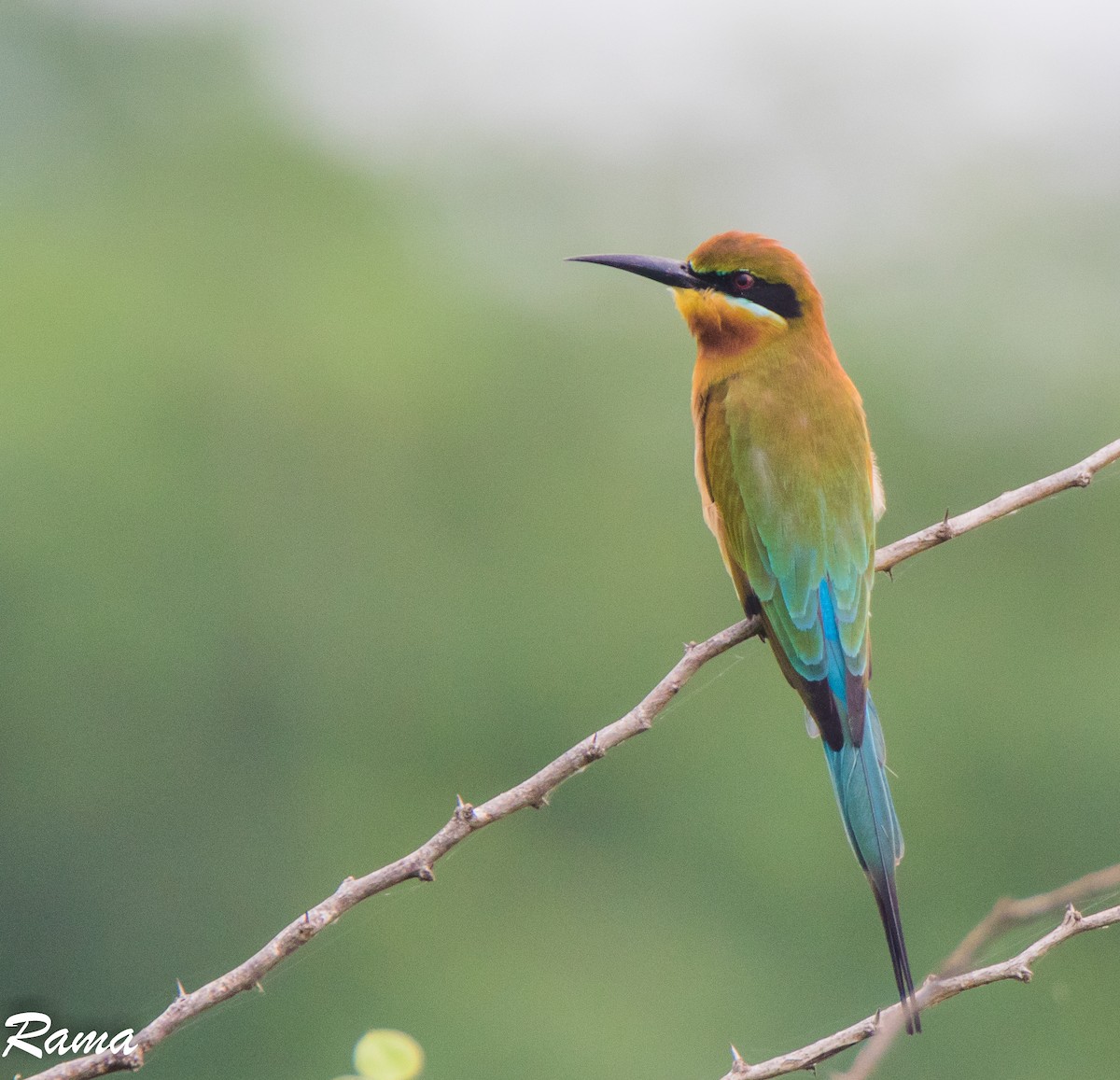 Blue-tailed Bee-eater - Rama Neelamegam