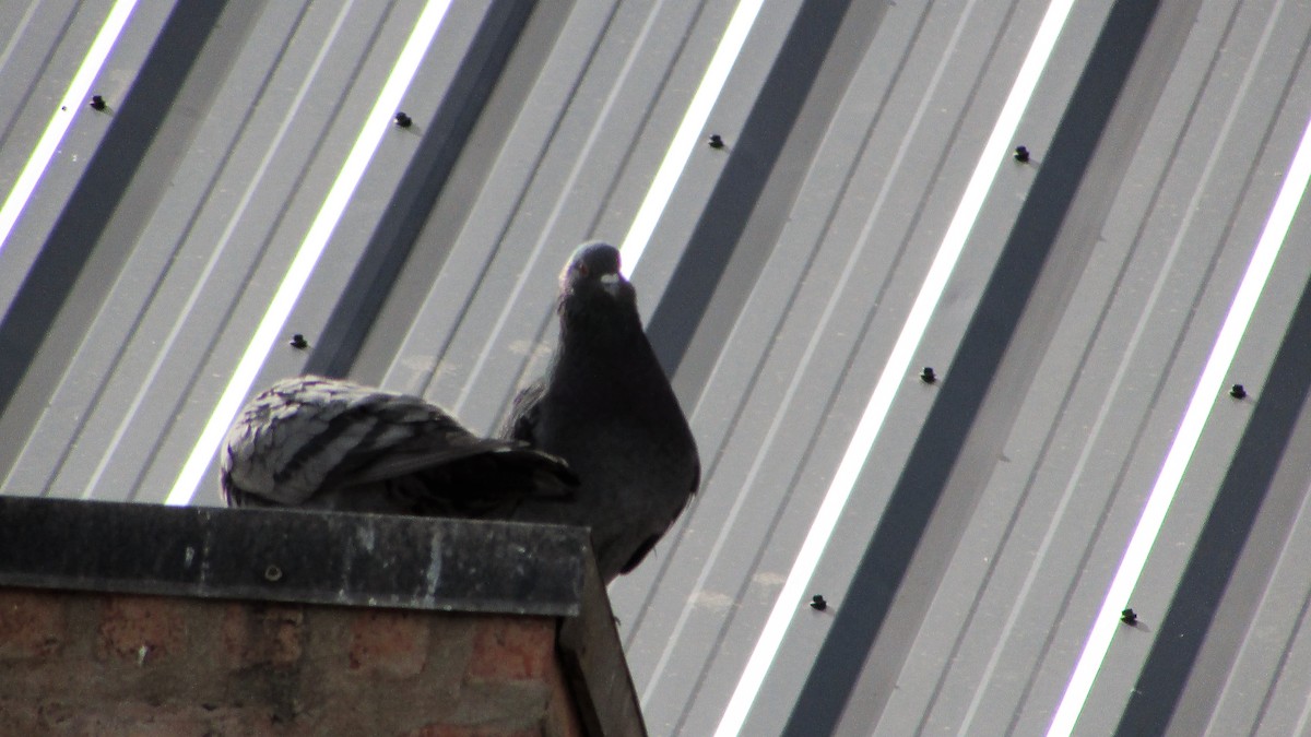 Rock Pigeon (Feral Pigeon) - ML73379841