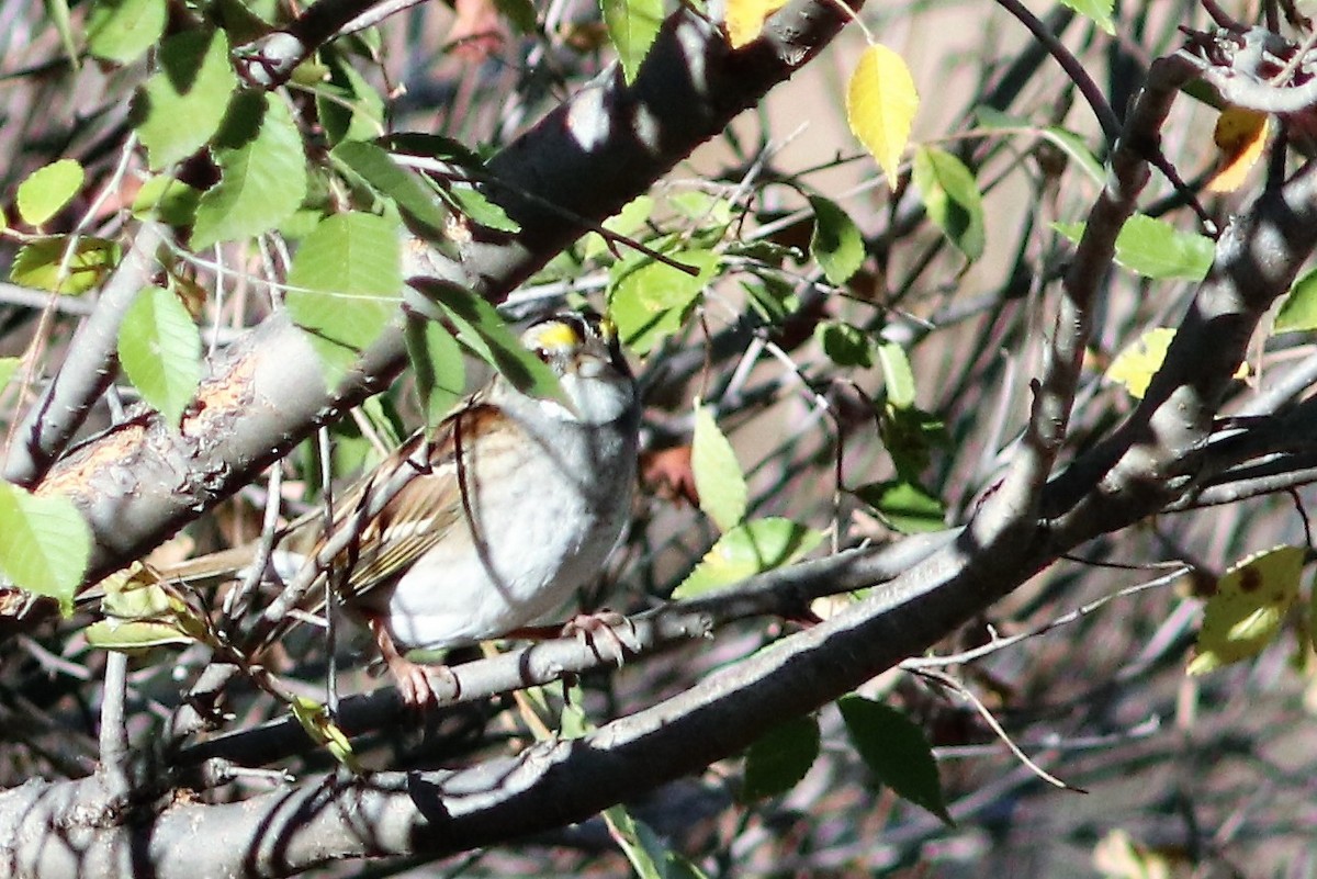 White-throated Sparrow - Risë Foster-Bruder