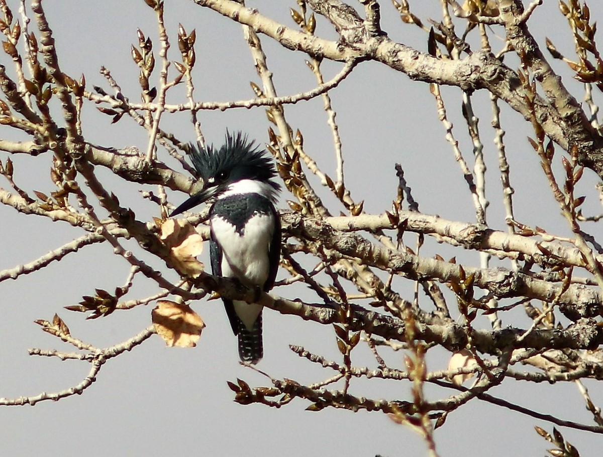 Belted Kingfisher - ML73386721