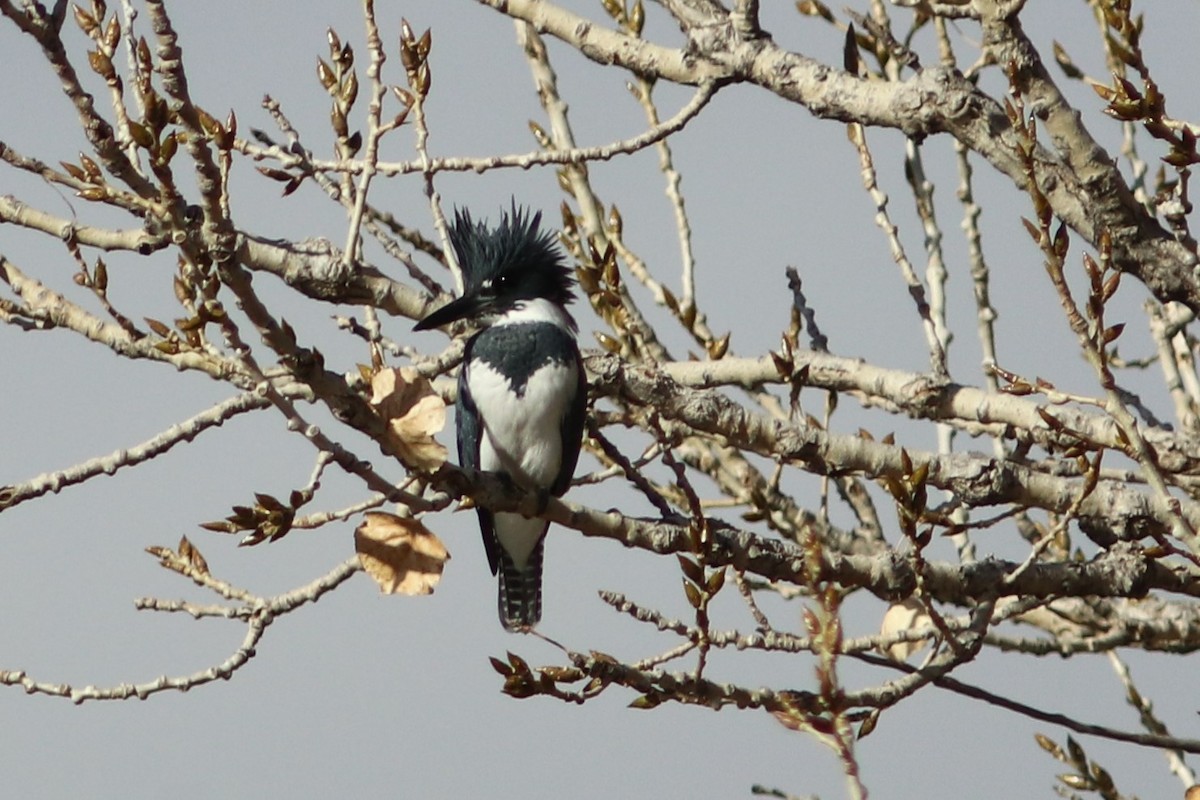 Belted Kingfisher - ML73386741