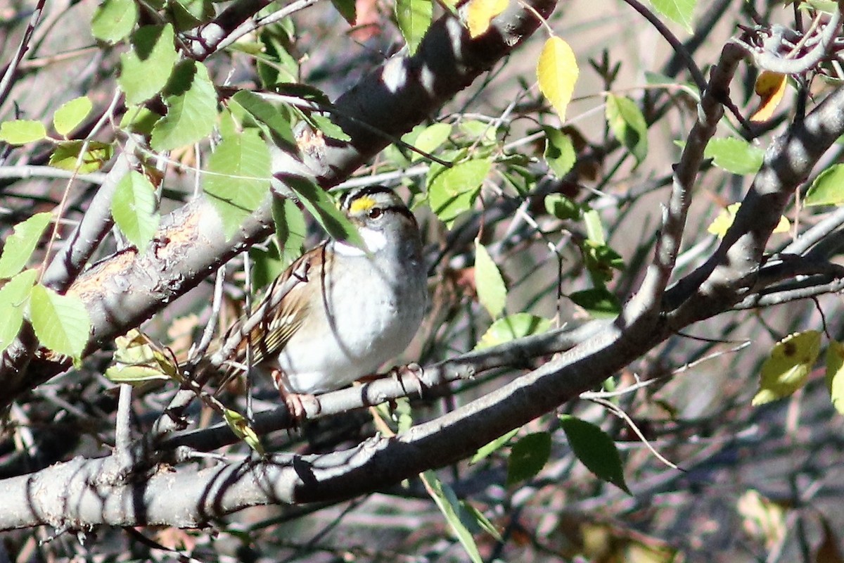 White-throated Sparrow - ML73386981