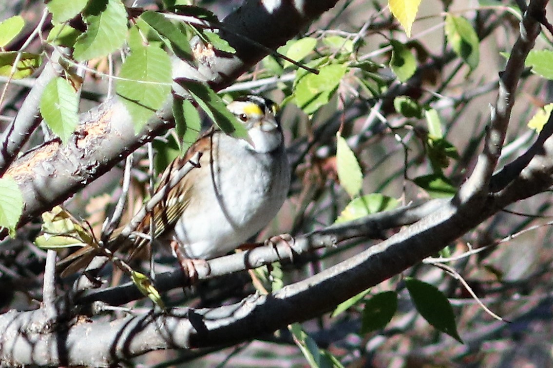 White-throated Sparrow - John Bruder