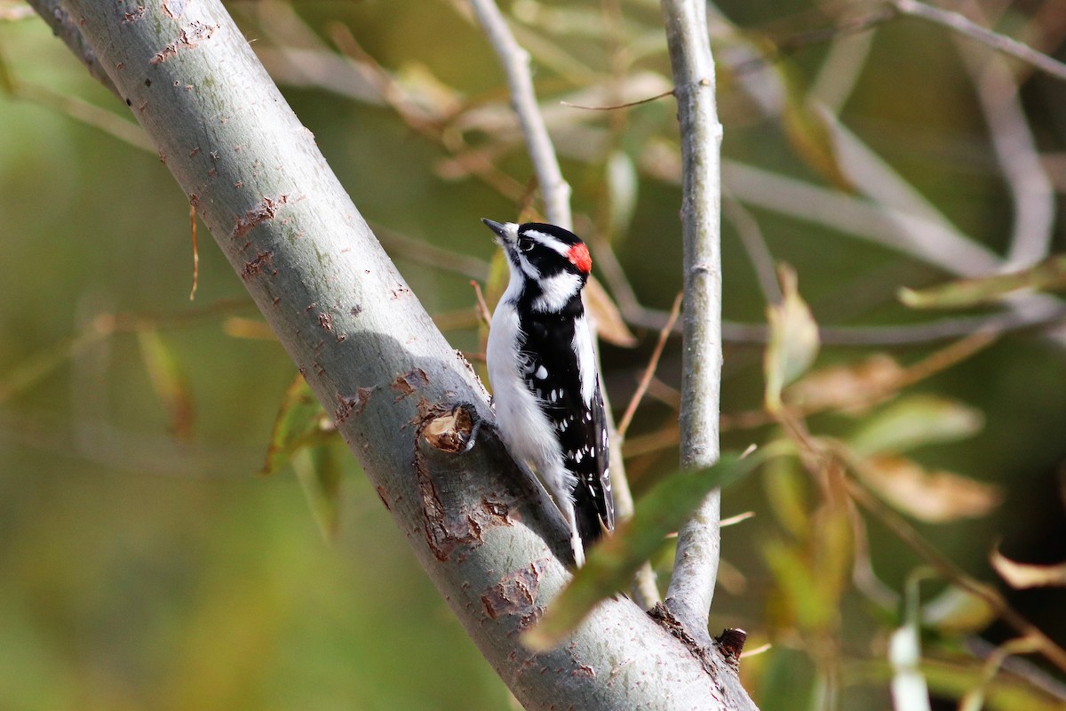 Downy Woodpecker (Rocky Mts.) - ML73387181