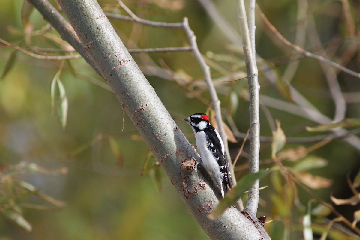 Downy Woodpecker (Rocky Mts.) - John Bruder