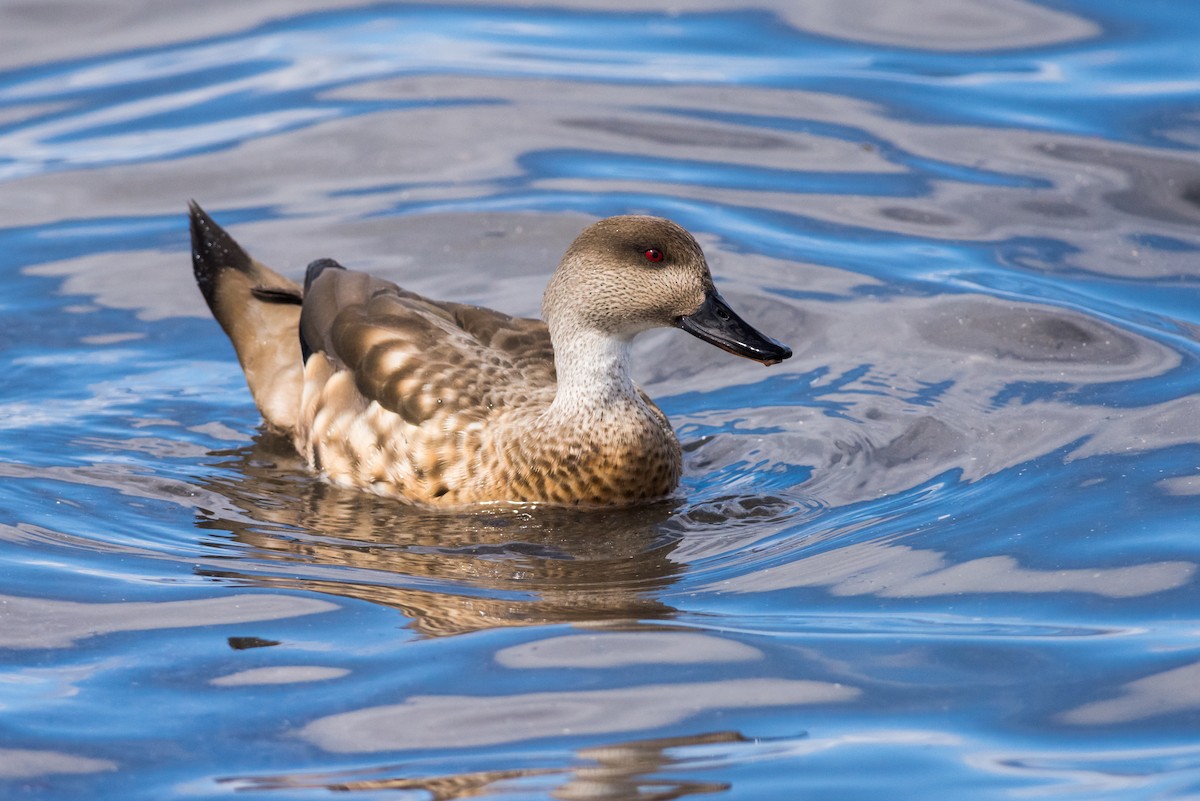 Crested Duck - ML73387931