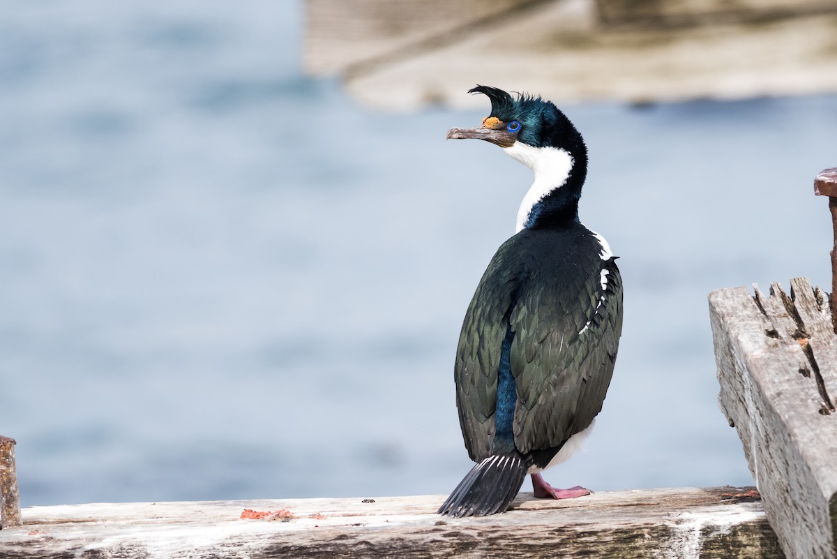 Imperial Cormorant - Claudia Brasileiro