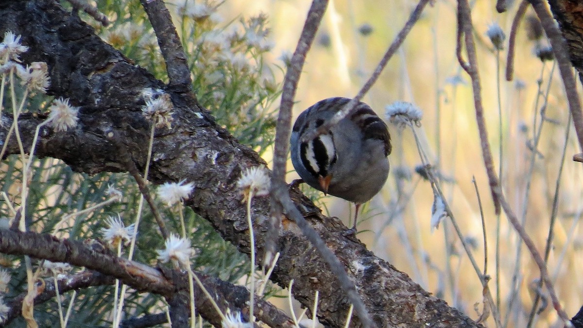 White-crowned Sparrow - ML73388331