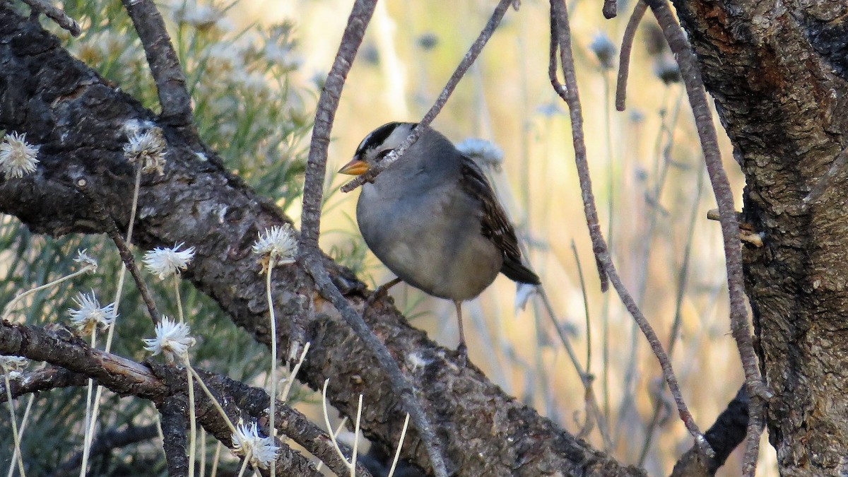 White-crowned Sparrow - ML73388351
