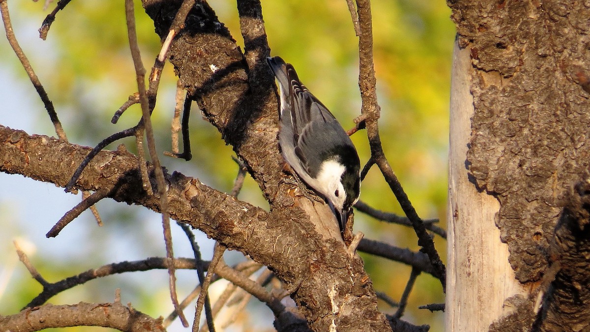 White-breasted Nuthatch - ML73388401