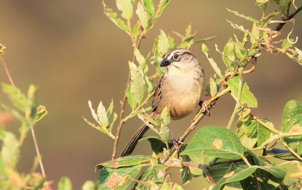 Oaxaca Sparrow - ML73388891