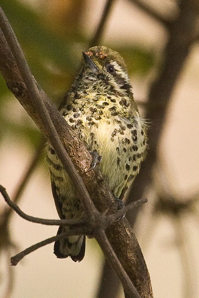 Speckled Piculet - ML73393121