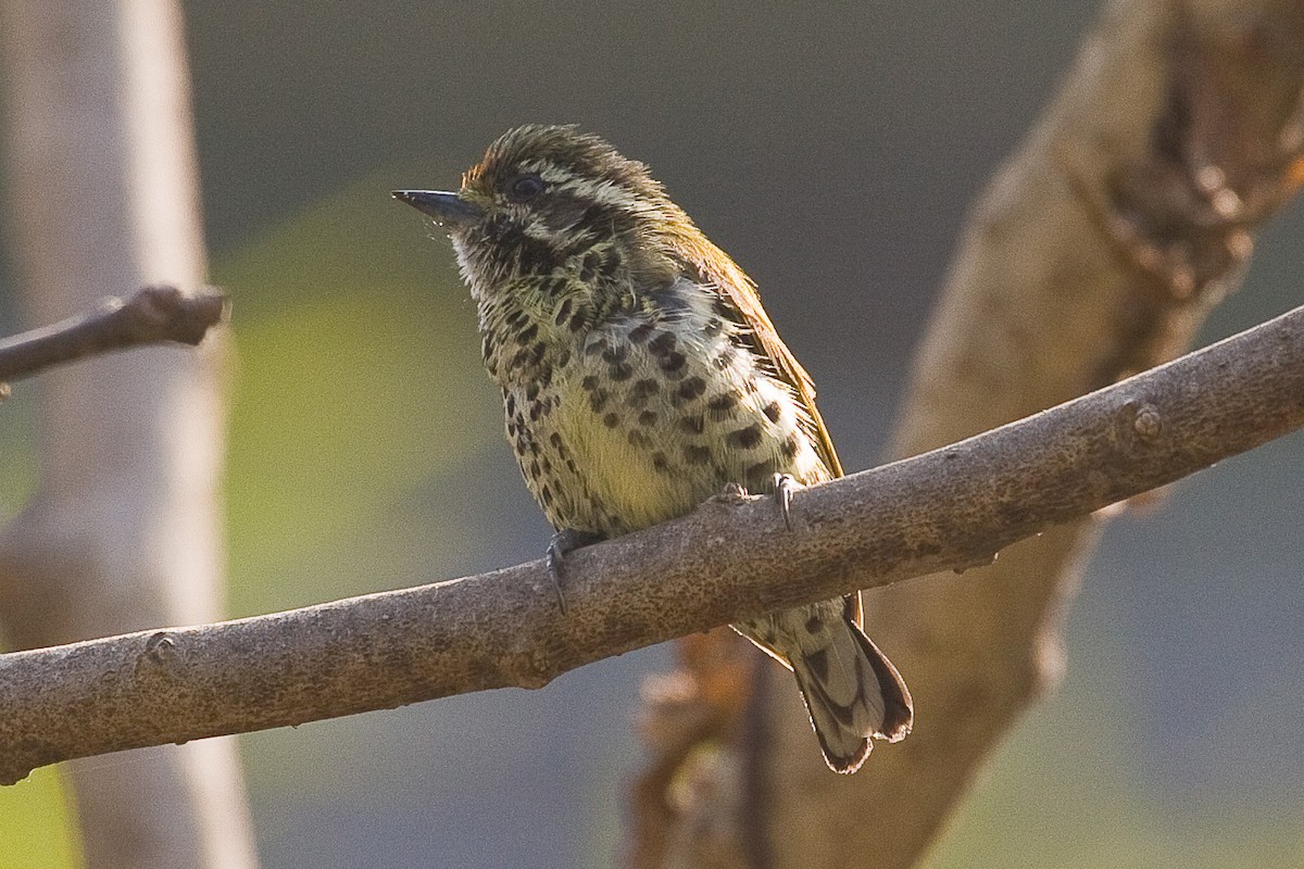 Speckled Piculet - ML73393131